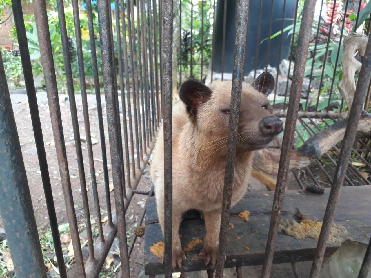 Sugi Gede Homestay Singaraja  Luaran gambar